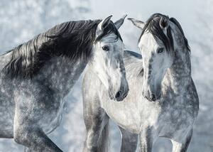 Art Photography Portrait of two spanish grey stallions, Abramova_Kseniya, (40 x 30 cm)
