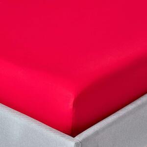 Homescapes Red Egyptian Cotton Fitted Sheet 200 TC, Single