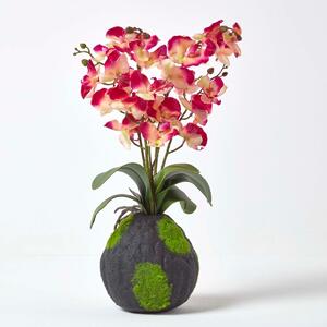 Cream and Pink Phalaenopsis Artificial Orchid with Natural Base, 60 cm Tall