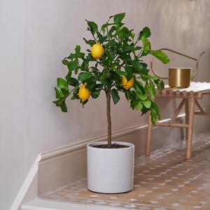 Beards & Daisies Citrus Lemon Tree House Plant in Capri Pot Ceramic Light Grey