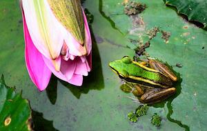 Photography Green Frog, tonyoquias