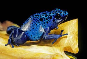 Photography Dendrobates azureus (blue poison dart frog), Paul Starosta