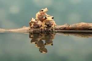 Photography Close-up of borneo eared frogs, Gary Davis / 500px