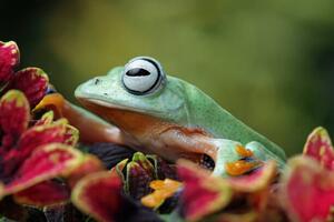 Photography Flying frog sitting on leaves, agus fitriyanto