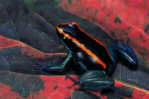 Photography Phyllobates vittatus (Golfodulcean poison frog), Paul Starosta