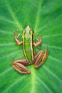 Photography Image of paddy field green frog, yod67