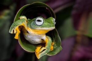 Photography Flying Tree Frog, Linda D Lester