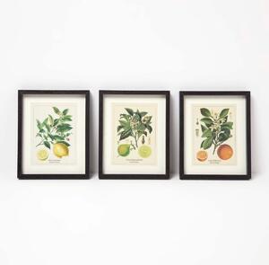 Homescapes Design wall decoration, Botanical Wall Decor, Citrus Fruits