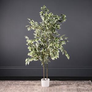 Variegated Ficus Tree in White Pot 145cm Green
