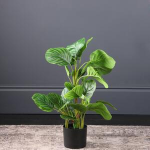 Real Touch Arrowroot in Pot 70cm Green