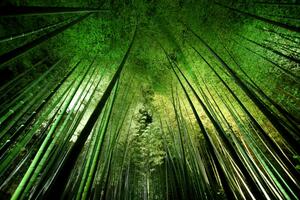 Art Photography Bamboo night, Takeshi Marumoto, (40 x 26.7 cm)