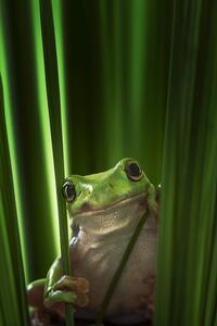 Art Photography Green Frog, Ahmad Gafuri, (26.7 x 40 cm)