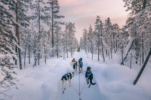 Photography Husky dog sledding in Lapland, Finland, serts