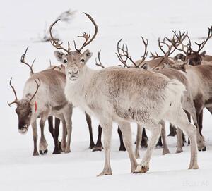 Photography Reindeer with antlers, Eva Mårtensson