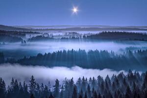 Photography Beautiful foggy forest, Aulanko, Hameenlinna, Finland, Milamai