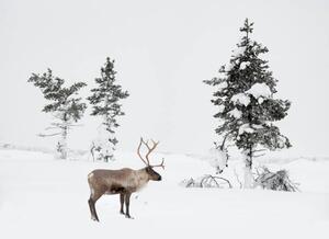 Photography Reindeer standing in snowy winter landscape, RelaxFoto.de
