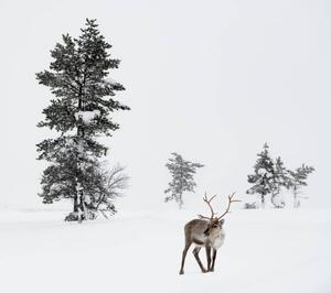 Photography Reindeer standing in snow in winter, RelaxFoto.de