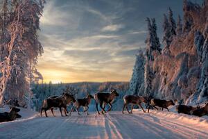 Photography A group of reindeers crossing the, Jonas / Bildmedia / 500px