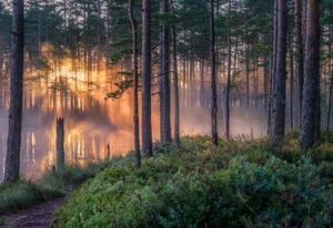 Photography Scenic forest landscape with beautiful misty, Riekkinen