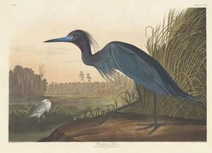 John James (after) Audubon - Fine Art Print Blue Crane or Heron, 1836, (40 x 30 cm)