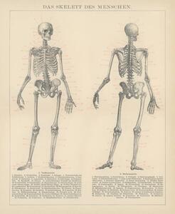 Art Print Old engraved illustration of human skeletons, mikroman6