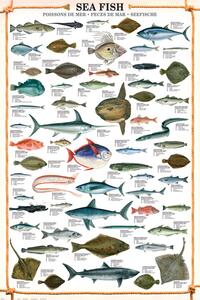 Poster Sea fish