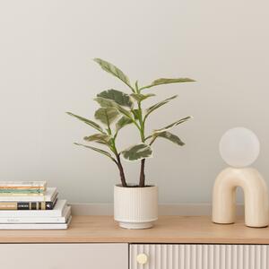 Artificial Varigated Rubber Plant in Ribbed Cream Ceramic Plant Pot Green