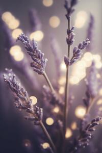 Photography Lavender Detail, Treechild