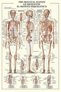 Poster The skeleteal system