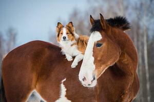 Photography Draft horse and red border collie dog, vikarus, (40 x 26.7 cm)