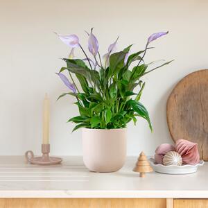 Lilac Peace Lily House Plant in Pot Earthenware Pink