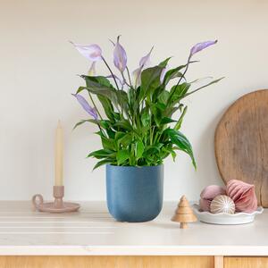 Lilac Peace Lily House Plant in Pot Earthenware Blue