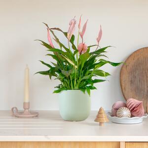 Pink Peace Lily House Plant in Pot Earthenware Mint