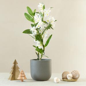 Bamboo Orchid House Plant in Pot Earthenware Dark Grey