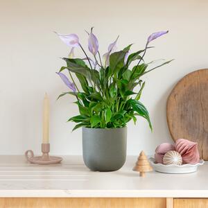 Lilac Peace Lily House Plant in Pot Earthenware Dark Grey