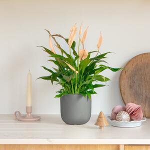Apricot Peace Lily House Plant in Pot Earthenware Dark Grey