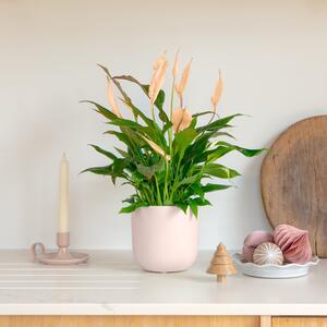 Apricot Peace Lily House Plant in Pot Earthenware Pink