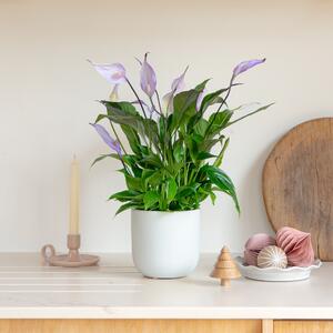 Lilac Peace Lily House Plant in Pot Earthenware Oyster