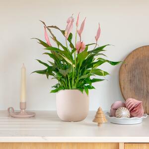 Pink Peace Lily House Plant in Pot Earthenware Pink