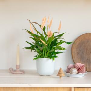 Apricot Peace Lily House Plant in Pot Earthenware Oyster