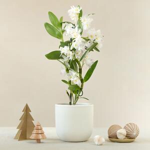 Bamboo Orchid House Plant in Pot Earthenware Oyster