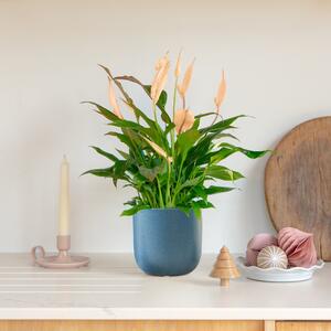 Apricot Peace Lily House Plant in Pot Earthenware Blue