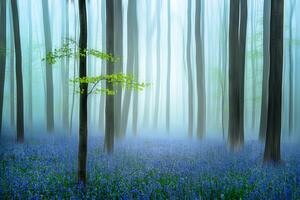 Art Photography the blue forest ........, Piet Haaksma, (40 x 26.7 cm)