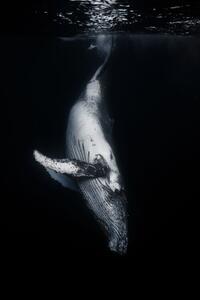 Photography Black Whale, Barathieu Gabriel