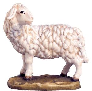 Looking sheep for nativity scene - farm