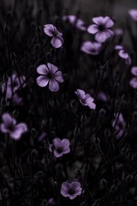 Photography Dark Flowers 10, Mareike Bohmer