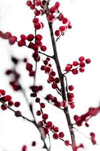 Photography Red Berries 1, Mareike Bohmer