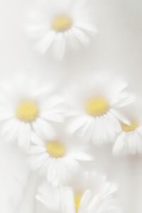 Photography Daisies, Magda Izzard