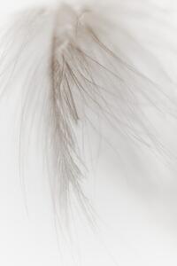 Photography White Feather, Magda Izzard