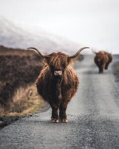 Photography Cow, Witold Ziomek